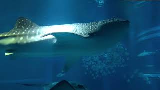 I went to Aquarium in Japan and traditional garden in Osaka prefecture.