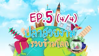 ปลาสวยงาม รวยข้ามโลก EP.5(4/4) การวัดขนาดปลาสวยงาม ตามโครงการเงินทุนหมุนเวียน กรมประมง