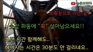 (한우 출하) 도축장으로 가는 소들.. 누군가에게는 행복으로..  소값 파동으로 힘든 농부님들.. 솟값 파동으로 기회를 보는 분들.. 모두 파이팅입니다. 이 또한 지나가리..