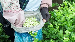 茉莉花的一生｜现代农业种植和收获茉莉花