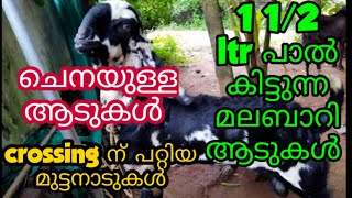 1 1/2 ltr പാൽകിട്ടുന്ന മലബാറി ആടുകൾ,2 തള്ള ആടുകളും 4 കുട്ടികളും വില്പനയ്ക്ക്,ബീറ്റൽ ആട് macaw parrot