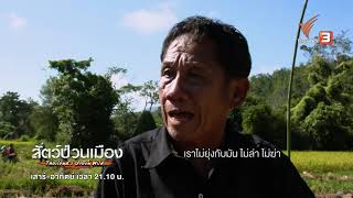 [Spot Promote] สัตว์ป่วนเมือง : นกยูง ไก่ฟ้าครูบาศรีวิชัย (7 ก.ย. 62)