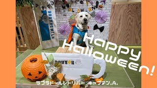 ラブラドールレトリバー　キャプテン #95 Happy Halloween!