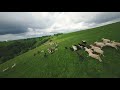 sheep on the field fpv