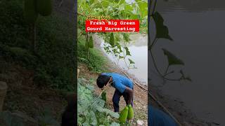 Green Fresh Gourd Harvesting #harvesting #amazing