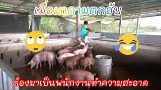 เมื่อมาดามตกอับต้องมาเป็นพนักงานทำความสะอาด #ล้างคอกหมู #อาบน้ำหมู