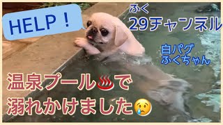 温泉プール♨️で泳ぐ！？　白パグふくチャンネル！