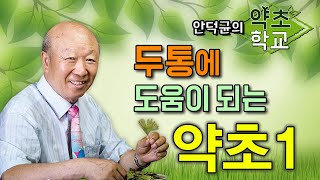 두통에 좋은 약초 1탄 [안덕균의 약초학교 EP.20]