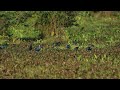 ♪鳥くん野鳥動画（タイthaicsセイケイ天国20200122jo6a5500