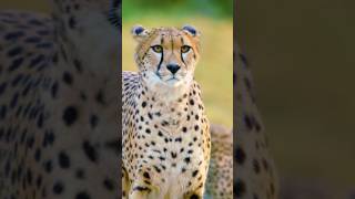 Cheetah amazing Look #shortsyoutube