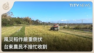 風災稻作嚴重倒伏 台東農民不捨忙收割｜每日熱點新聞｜原住民族電視台