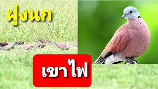 ฝูงนกเขาไฟ (Red Turtle-dove)