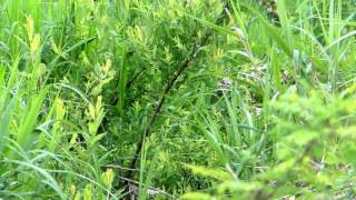 Chestnut-cheeked Starling in the Willow Trees コムクドリ♂が柳の灌木で採食？（野鳥）