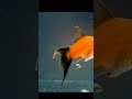 Swordtail Molly 🐠Fish Giving Birth || All Fishes | #trending |#youtubeshorts  | #shorts