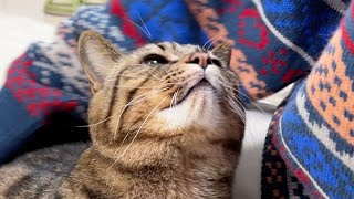 大好きなママの事を、じぃ〜っと見つめながら甘える猫