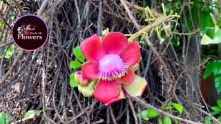 4K Ultra HD | Pink Cannonball Flower [ Couroupita guianensis ] - Free Stock Footage