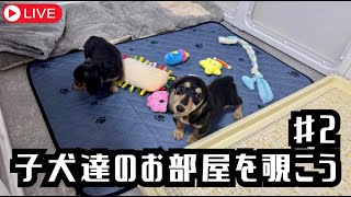 【犬７頭と暮らすおっさん】子犬部屋垂れ流し配信②【miniature dachshund】