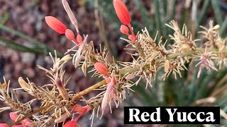 Hesperaloe Parviflora Red Yucca * 24 Days of Cacti \u0026 Succulents