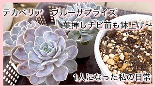 [多肉植物]デカベリア　ブルーサプライズ　黒ポット葉挿しも鉢上げ〜^_^1人になった私の戯言