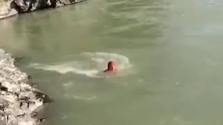 Элекмонар: трагический заплыв в Катуни
