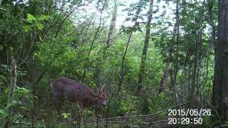 wildcamera 25- 05 / 28- 05- 2015,..Natuurlijk in Ede