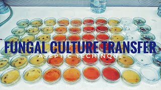 How to plate a fungal culture on a petri dish