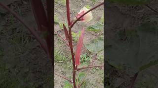 சிகப்பு நிற நாட்டு வெண்டைக்காய் #ladyfinger #vegetables #farmer #agriculture #shortsvideo