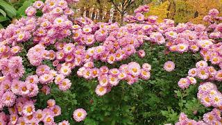 Chrysanthemum and Beautiful Autumn Scenery, Canada 🍂