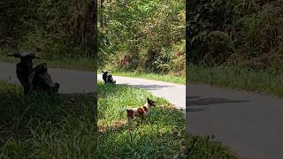 #doglover #doghunter #doglife #huntingdog #doghunt #animals #shortvideo #shorts