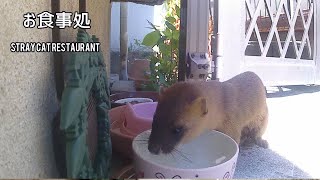 野良猫はイタチとの争いを避けた　The stray cat avoided a fight with the weasel