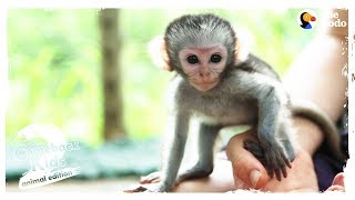 The Bravest, Cutest Baby Monkey In The World | The Dodo Comeback Kids S02E03