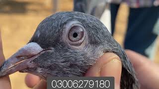 وی آئی پی آٹھ عدد بریڈر جوڑے فارسیل۔۔ sialkoti pigeon lover