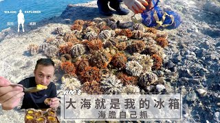 『磯崎海膽』大海就是我的冰箱，海膽自己抓｜重視生態永續｜探險威狼 Wilang Explorer ｜花蓮秘境｜八公分以下海膽請放生｜Catch sea urchins｜ Vlog 8