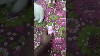 😱 ஒயிட் பாலை குடி 😻 #persiancat #cat #pinky #பூனை #tamil #funny #ஷார்ட்ஸ் #shorts #shortscat #viral