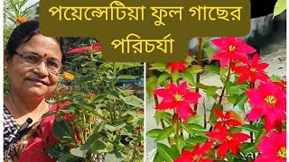 আমার ছাদবাগানে পয়েনসেটিয়া ফুল গাছের পরিচর্যা//Poinsettia flower plant care in my roof garden