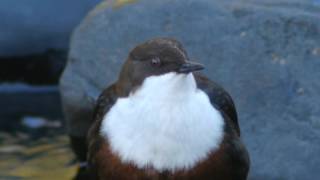 Dipper singing