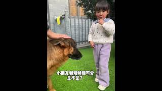 为什么忠诚勇敢的护卫犬，连小朋友都这样害怕？ 德牧 护卫犬 大型犬 烈性犬 狗狗