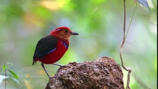 Blue Banded Pitta-篮斑八色鸫