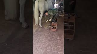 Too busy~ 바쁘다 바빠 #farrier  #horse #satisfying #restoration #장제사