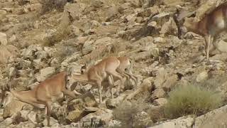 #کوه#هوا#mountain goat