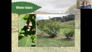 Chestnut Chat: Cold Tolerance and Regional Adaptability in American Chestnut