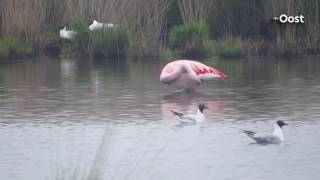 Bijzondere vogel gespot in het Wierdense Veld: een flamingo