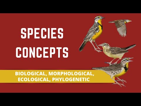 What is paleontological species concept?