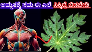 ಅಮೃತಕ್ಕೆ ಸಮ ಈ ಎಲೆ ಸಿಕ್ಕಿದ್ರೆ ಬಿಡಬೇಡಿ ueses of papaya leaves in kannada