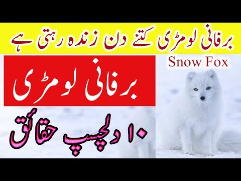 Arctic Fox Facts In Urdu 10 Dilchasp Haqaiq Lomri Arctic Fox Facts In Urdu 10 Dilchasp Haqaiq Lomri