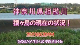 【相模川】20230820AM  猿ヶ島の現在の状況！ #バス釣り #スモールマウスバス #アユイング #おかっぱり