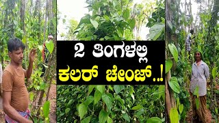 ಎಲೆ ಬಳ್ಳಿ ತೋಟದಲ್ಲಿ ನಡೆಯಿತು ಮ್ಯಾಜಿಕ್| Magical changes in betel leaves farm