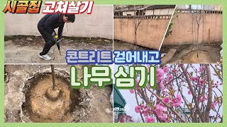 시골집 고쳐살기 | 앞마당 콘크리트 걷어내고 나무심기