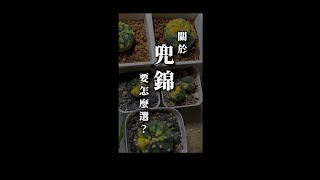 喵王的多肉陽台-兜錦怎麼挑、那些老闆沒跟你說的事...