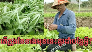 តើគួរដាំបន្លែអ្វីបានថ្លៃក្នុងខែខាងមុខ?